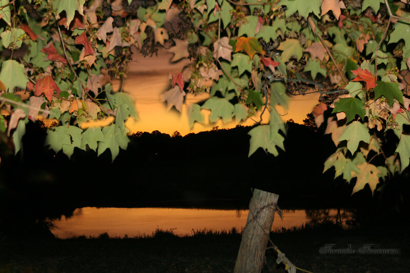 Maple Leaves over Lake