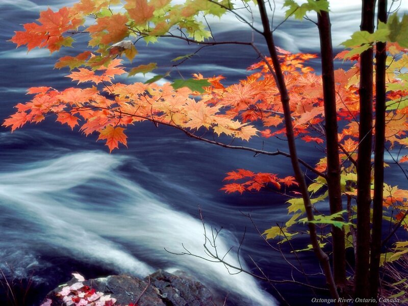 Maple Leaves over River