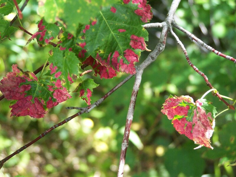 Maple Leaves with Spots