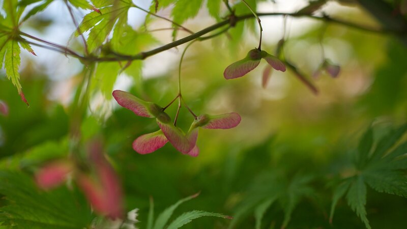 Maple Samaras on Branch
