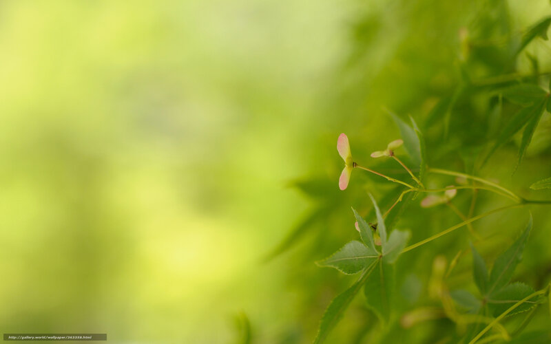 Maple Seed Pod with Leaves
