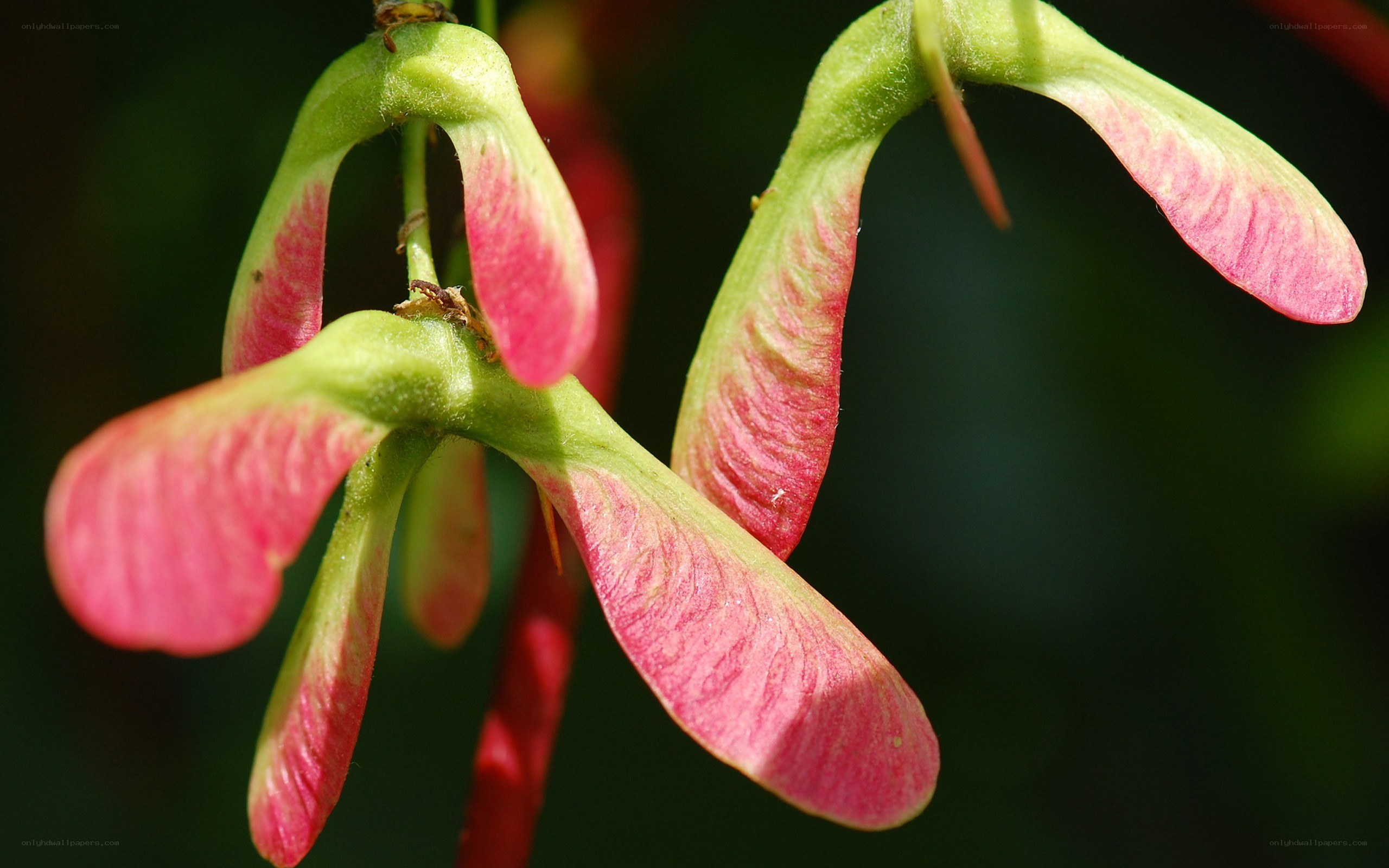 Maple seed pods in sunlight