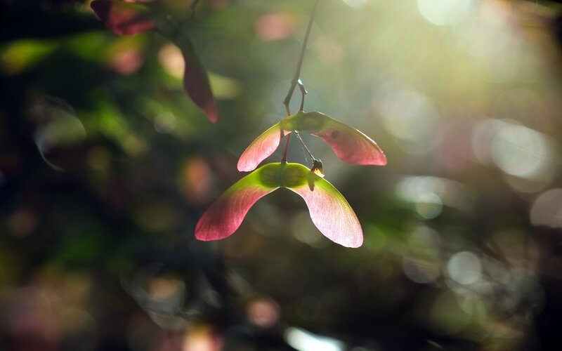 Maple Seed Pods