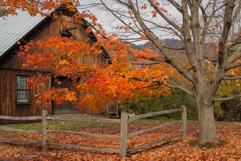 Maple Tree and Barn