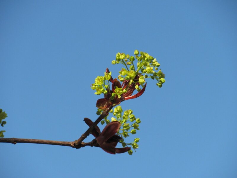 Maple Tree Blossoms