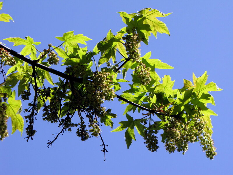 Maple Tree Branch — Green