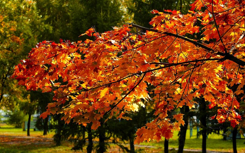 Maple Tree Branch