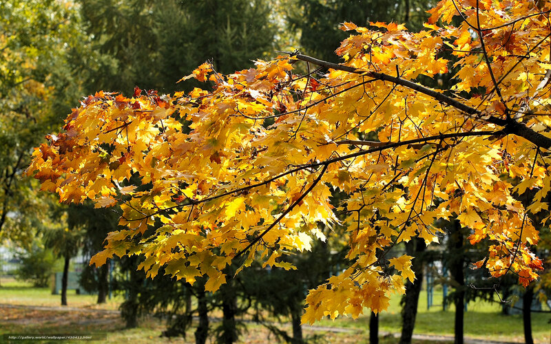 Maple Tree Branch — Yellow, Serene