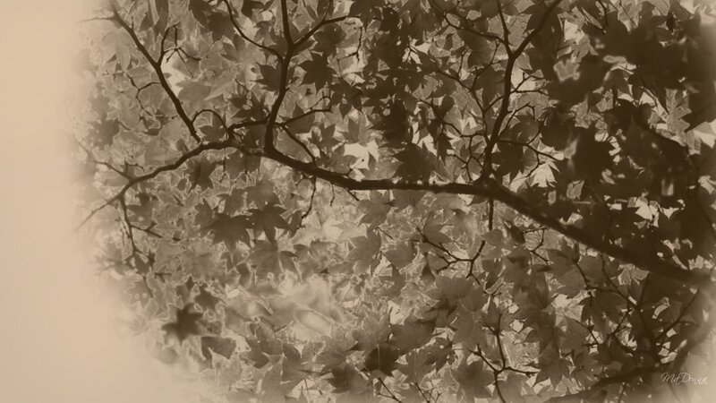 Maple Tree Branches — Brown
