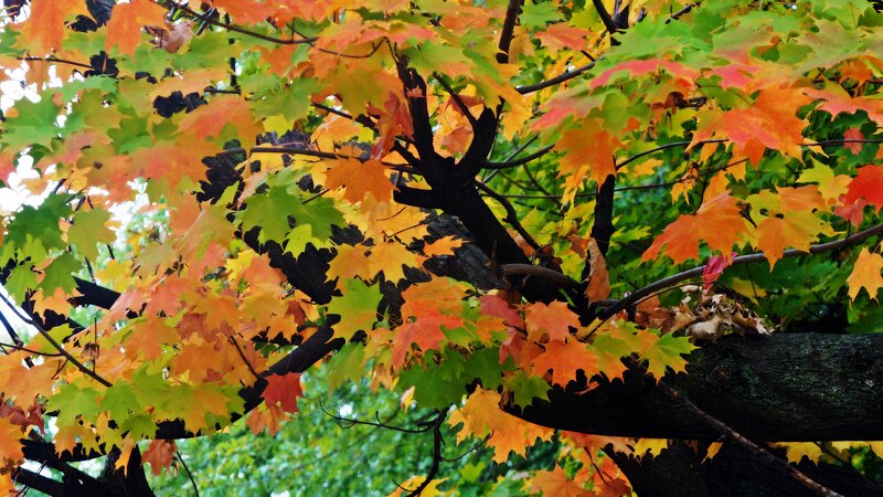 Maple Tree Branches — Green
