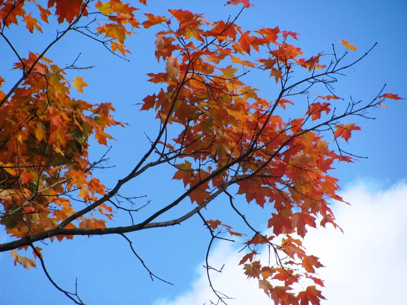 Maple Tree Branches — Orange, Serene