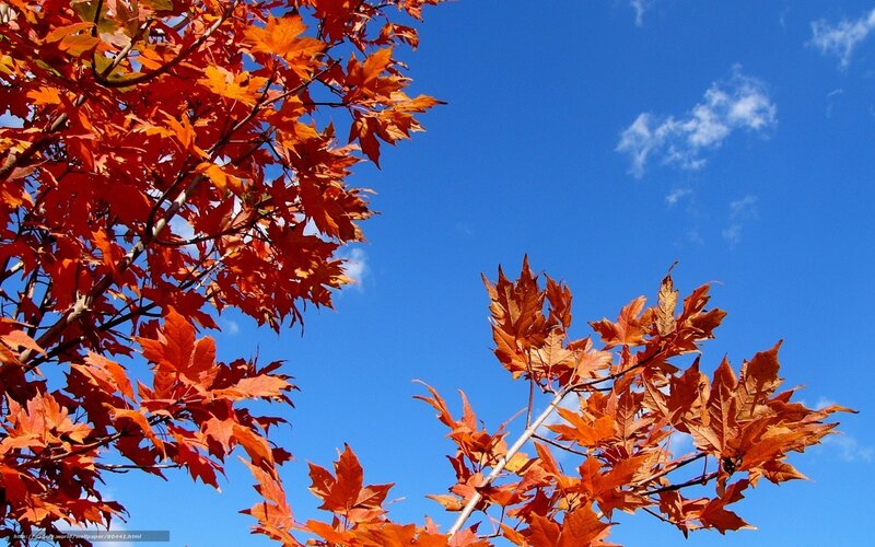 Maple Tree Branches — Orange