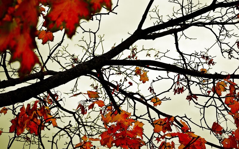 Maple Tree Branches — Red, Dramatic