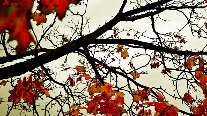 Maple Tree Branches