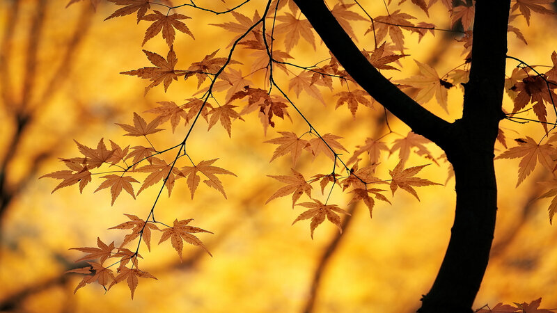 Maple Tree Branches — Yellow, Serene
