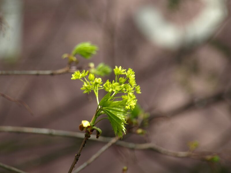 Maple Tree Buds