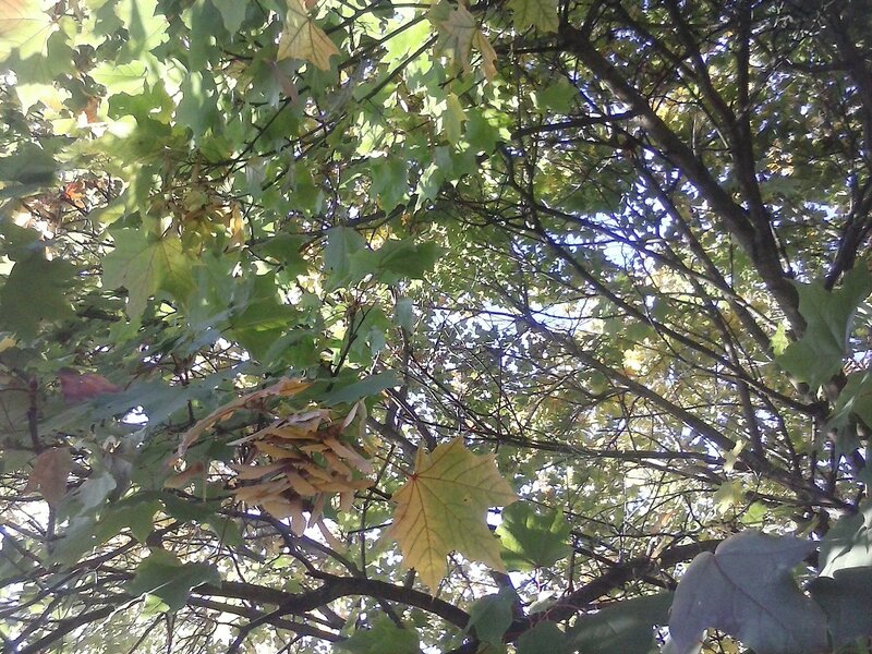 Maple Tree Canopy — Green, Serene