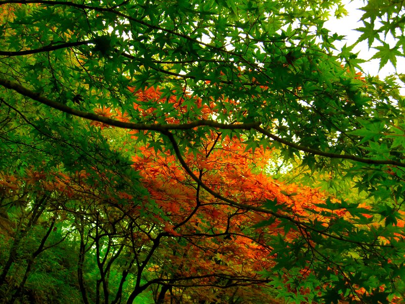 Maple Tree Canopy — Green