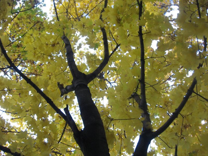 Maple Tree Canopy