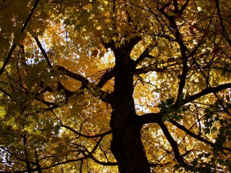 Maple Tree Canopy — Yellow, Serene, Autumn, Photograph, Branches, Leaves