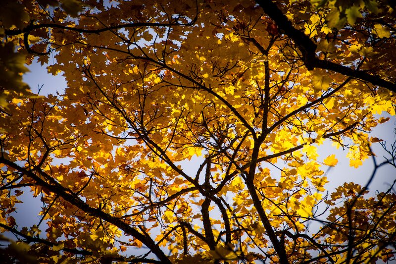Maple Tree Canopy — Yellow, Serene, Autumn, Photograph, Branches