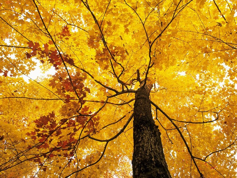 Maple Tree Canopy — Yellow, Serene, Autumn, Photograph, Tree Trunk, Branches