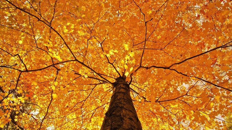 Maple Tree Canopy — Yellow, Serene
