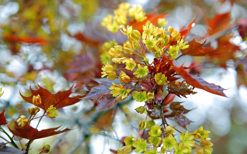 Maple Tree Flowers