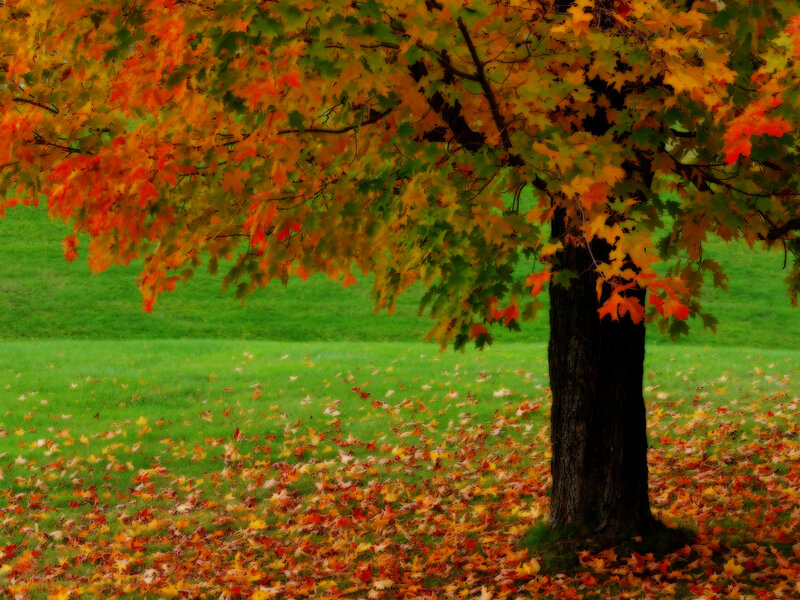 Maple Tree in Autumn — Green