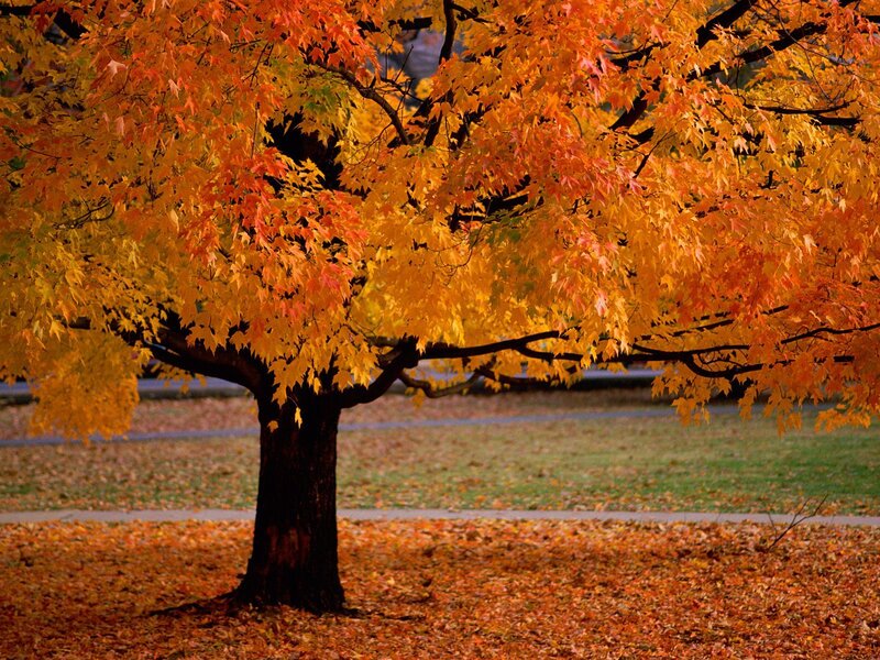 Maple Tree in Autumn — Orange, Serene, Photograph, Fallen Leaves, Grass, Path