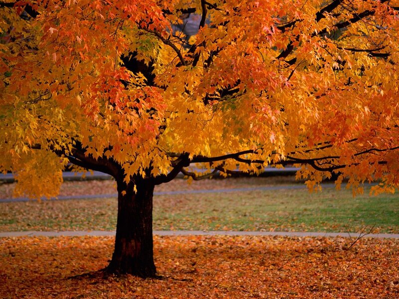 Maple Tree in Autumn — Orange, Serene, Photograph, Fallen Leaves, Grass