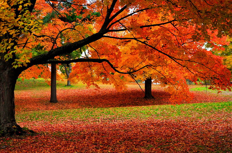 Maple Tree in Autumn — Orange, Serene, Photograph, Fallen Leaves