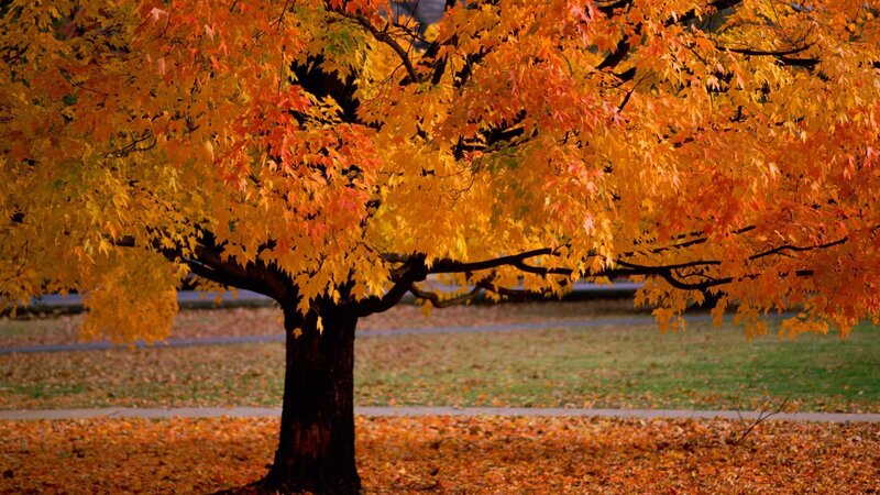 Maple Tree in Autumn — Orange, Serene, Photograph, Grass