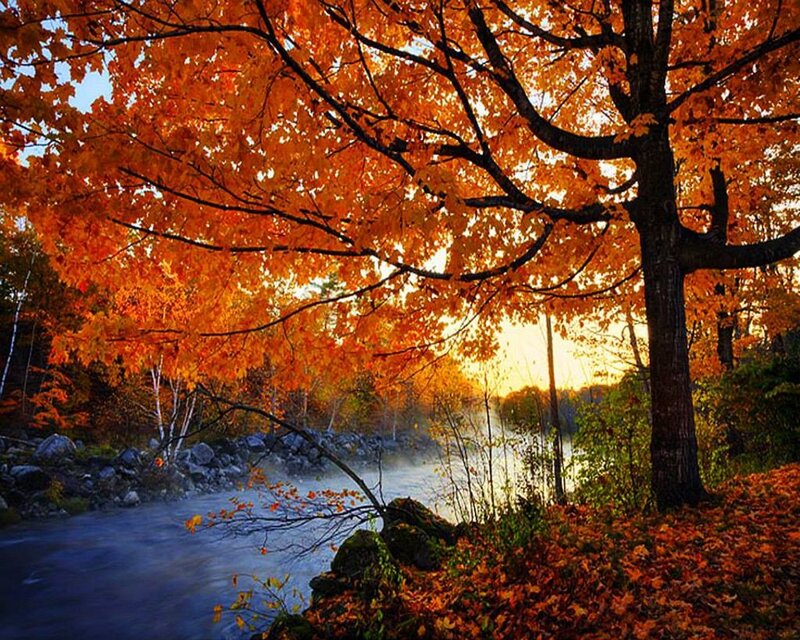Maple Tree in Autumn — Orange, Serene, Photograph, River