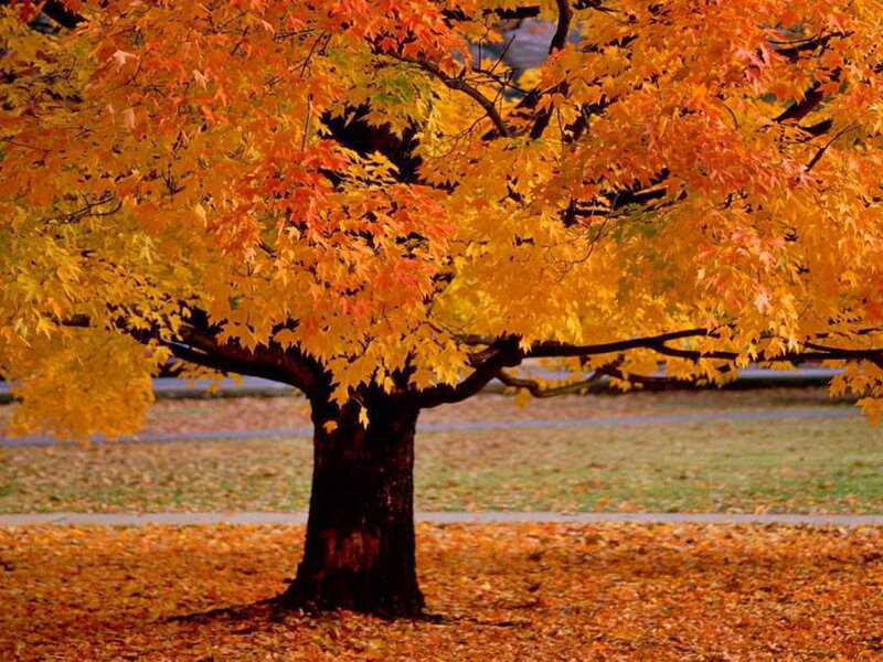 Maple Tree in Autumn — Orange, Serene, Photograph