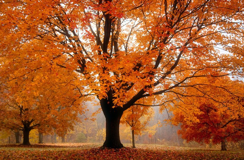 Maple Tree in Autumn — Orange, Serene, Photograph, Trees