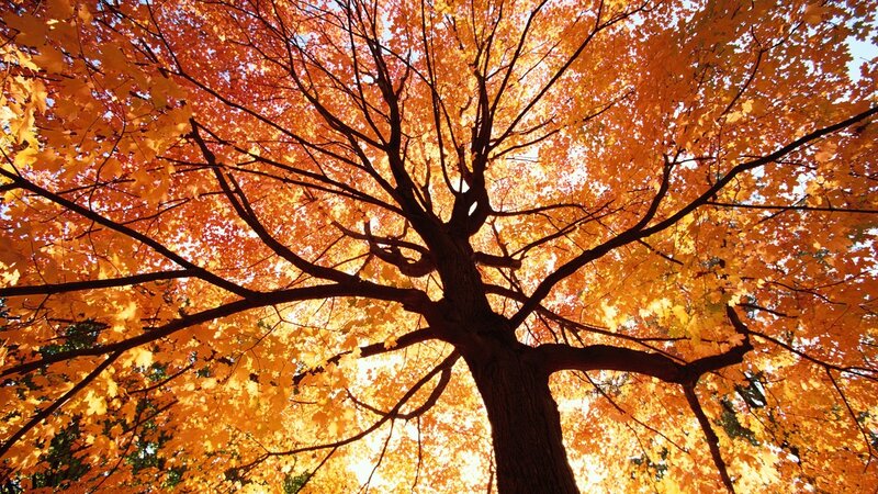 Maple Tree in Autumn — Orange, Serene
