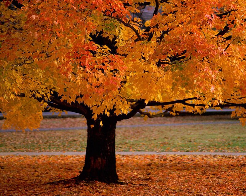 Maple Tree in Autumn — Orange