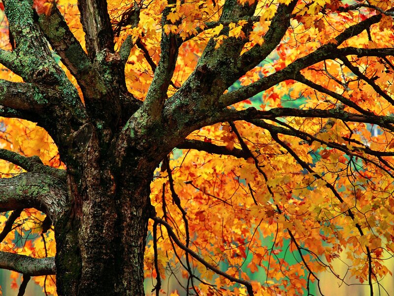 Maple Tree in Autumn — Orange, Vibrant