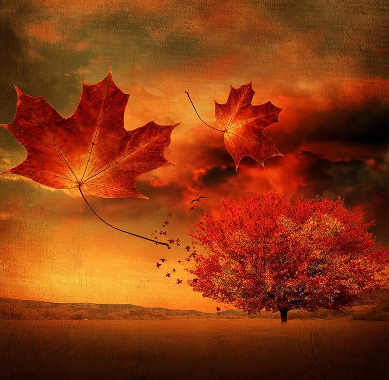 Maple Tree in Autumn — Red, Dramatic