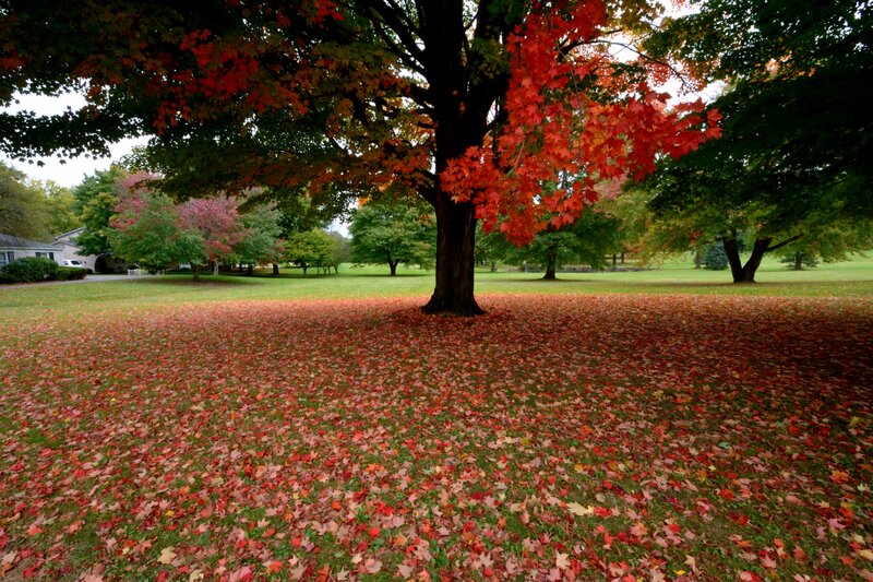 Maple Tree in Autumn — Red, Serene, Photograph, Fallen Leaves