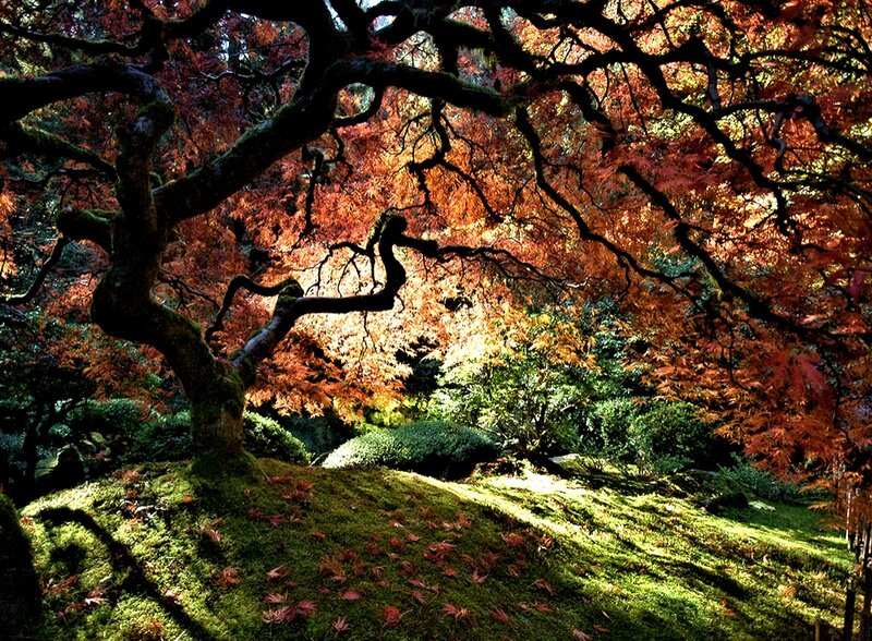 Maple Tree in Autumn — Red, Serene, Photograph, Moss