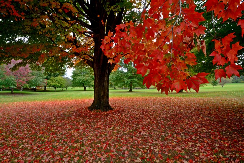 Maple Tree in Autumn — Red, Serene, Photograph