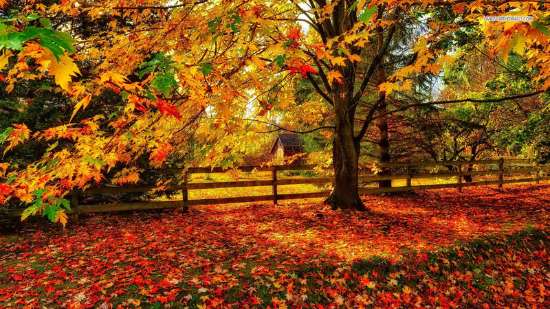 Maple Tree in Autumn — Red, Serene