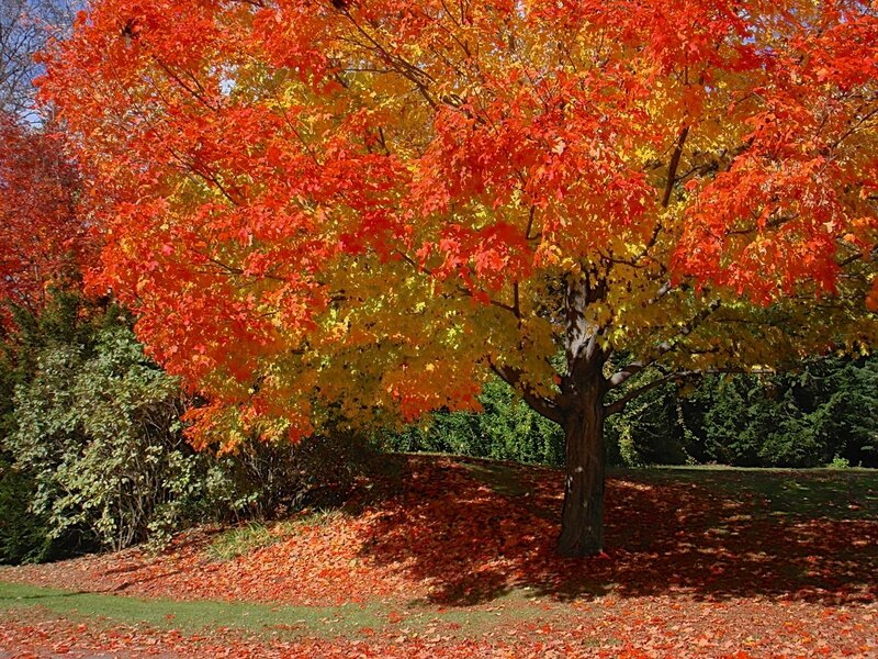 Maple Tree in Autumn — Red