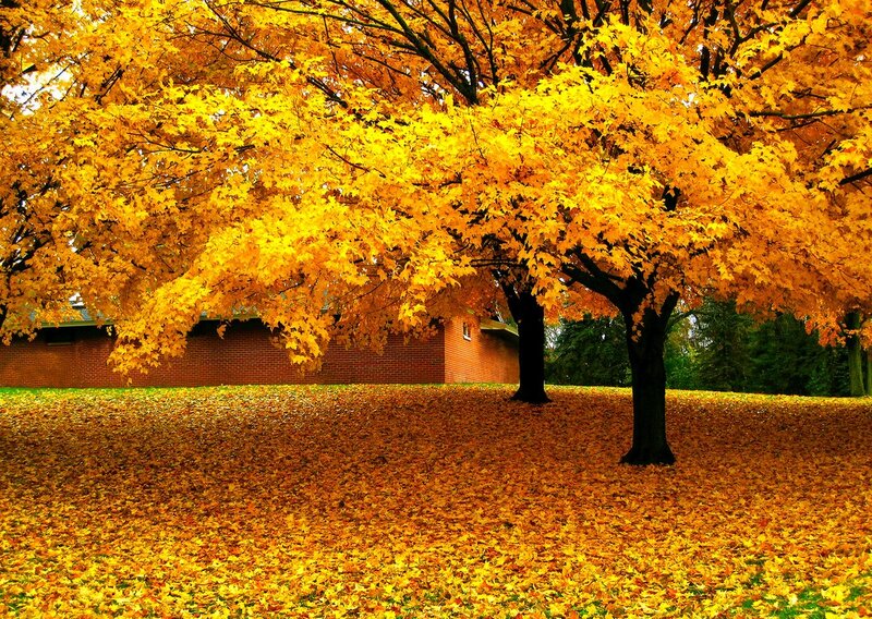 Maple Tree in Autumn — Yellow, Serene, Photograph, Brick Building
