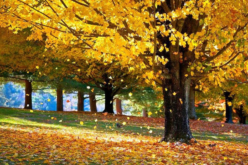 Maple Tree in Autumn — Yellow, Serene, Photograph, Fallen Leaves, Squirrel