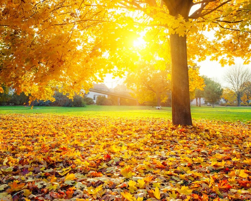 Maple Tree in Autumn — Yellow, Serene, Photograph, Fallen Leaves