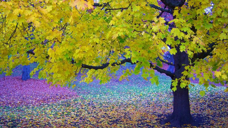 Maple Tree in Autumn — Yellow, Serene, Photograph, Fallen Leaves, Tree Trunk