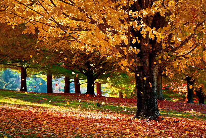 Maple Tree in Autumn — Yellow, Serene, Photograph